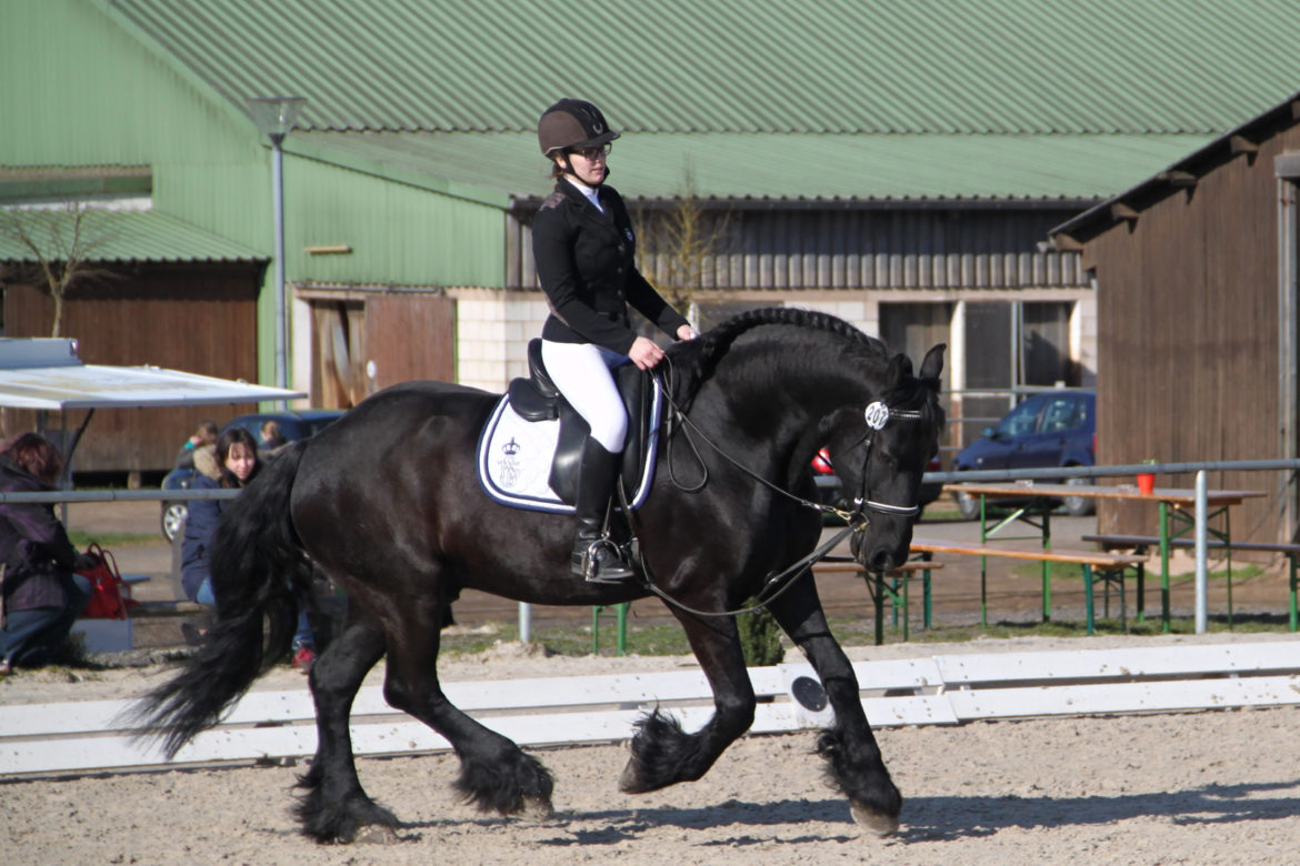 33-E_Dressur-Tunier-2016-1.jpg