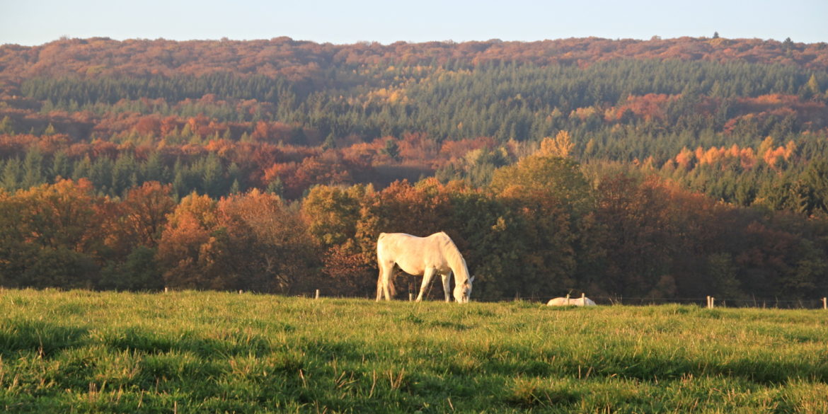 Herbstbilder-Lindenhof-03-auf-HD-reduziert.jpg