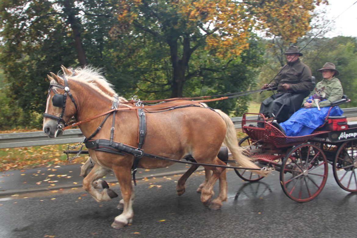 Kutschenrallye-2018-20.jpg