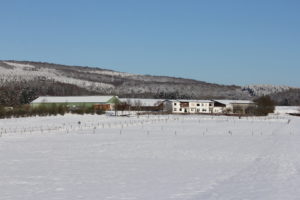 lindenhof-winter